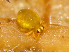 Globular Springtail